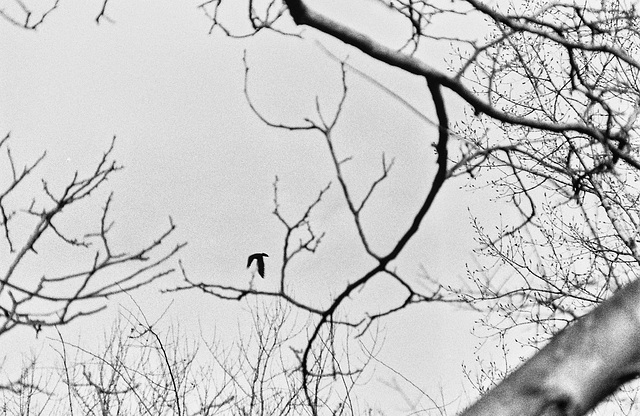One bird does not make the Spring