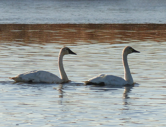 Tundra Swans