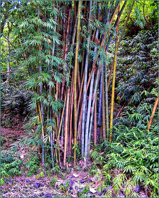 Bambù speciali multicolor a Réunion