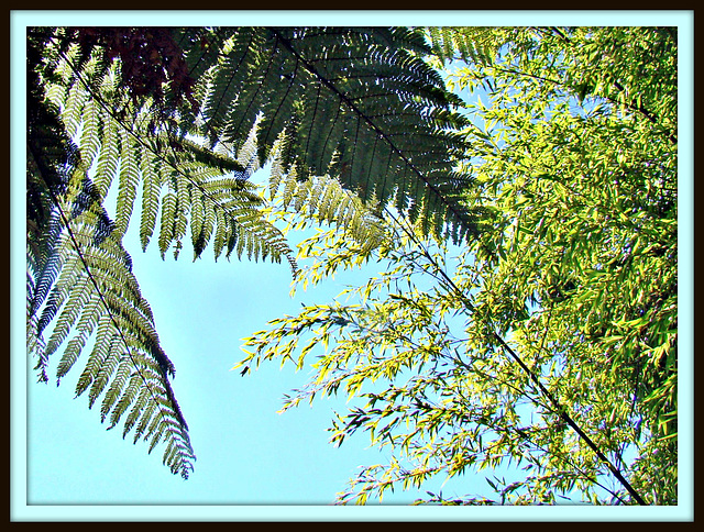 Tree Fern and Bamboo.