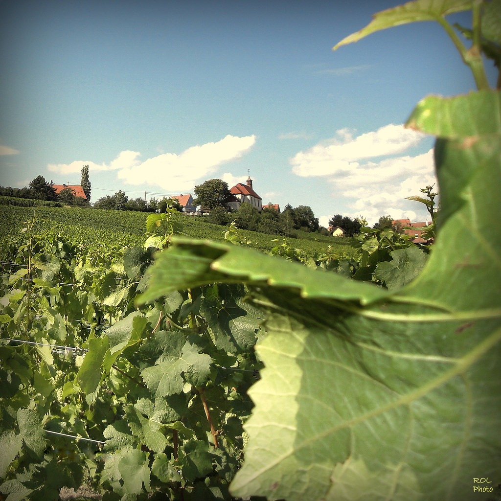 Vignes autour de chez moi