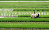 Reisanbau in Vietnam (© Buelipix)