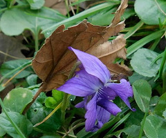 La première...violette...