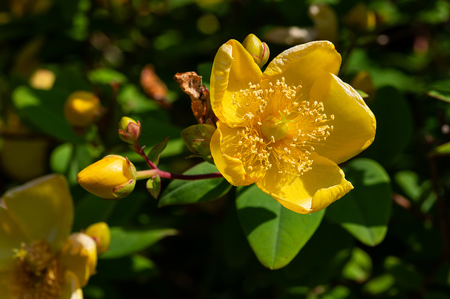 Rose of Sharon