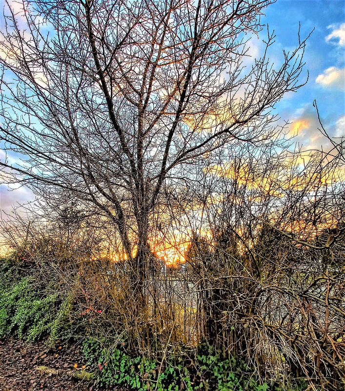 A Tangle Of Branches