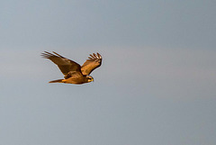 Marsh harrier