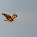 Marsh harrier