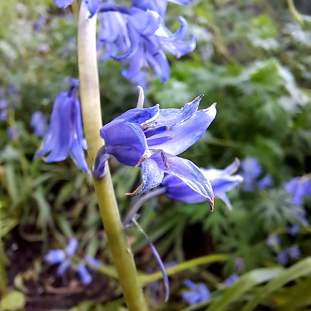 Hasenglöckchen (Hyacinthoides)