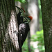 Pileated pair