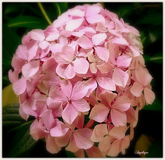 Belle journée mes ami(e)s ............❤️..Hortensia