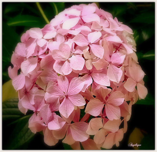 Belle journée mes ami(e)s ............❤️..Hortensia