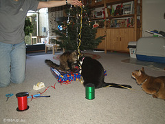 Christmas 2011 with old Milly (1)