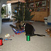 Christmas 2011 with old Milly (1)