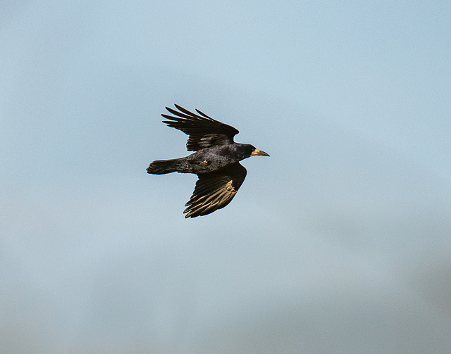 Rook in flight