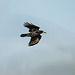 Rook in flight