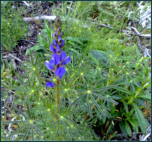 Another wild lupin, for Keith!