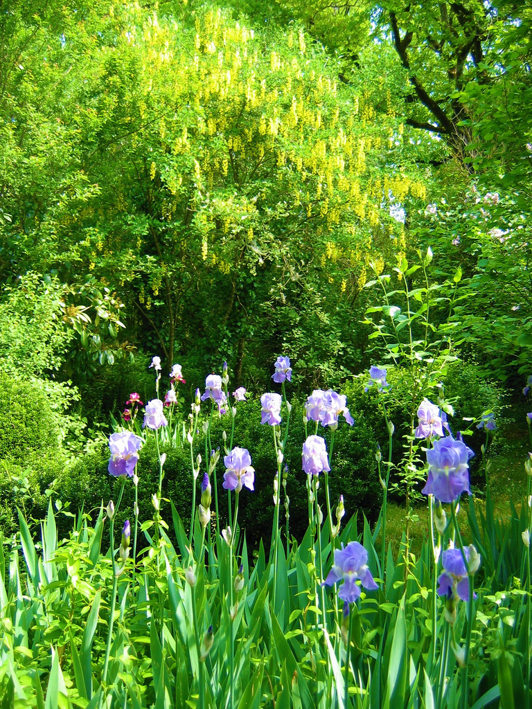 A l'ombre des cytises en fleurs .