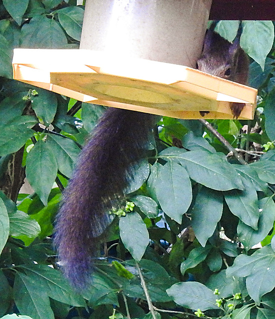 20210616 0909CPw [D~LIP] Eurasisches Eichhörnchen (Sciurus vulgaris), Bad Salzufeln