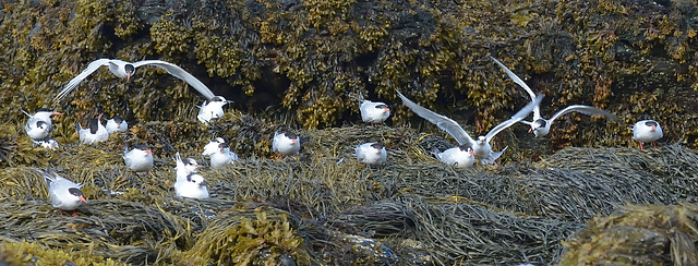 Terns at Cemlyn Bay
