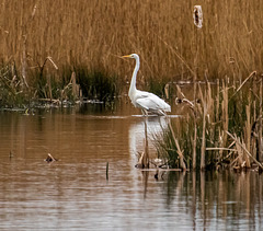 Great white egret