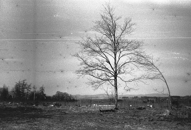 "Wald", Benneckenstein