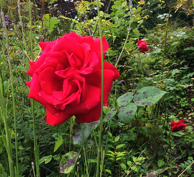 Roses rouges