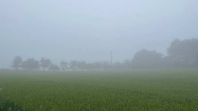 Feld im Nebel