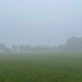 Feld im Nebel