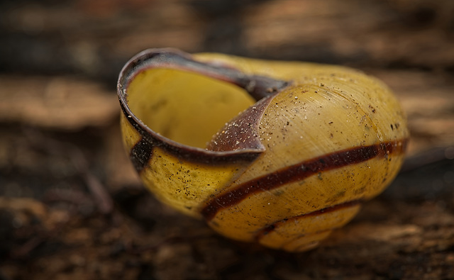 Das Schneckenhaus aus verschiedenen Ansichten gesehen :)) The snail shell seen from different perspectives :)) La coquille d'escargot vue sous différents angles :)) Das Schneckenhaus aus verschiedenen Ansichten gesehen :)) The snail shell seen from different perspectives :)) La coquille d'escargot vue sous différents angles :))