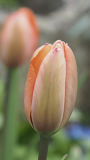 Delicate Spring Beauty