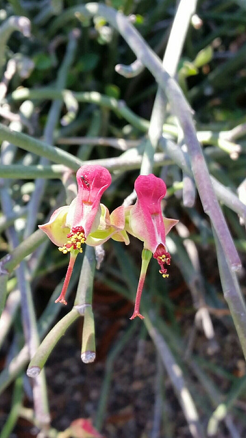 cactus flowers