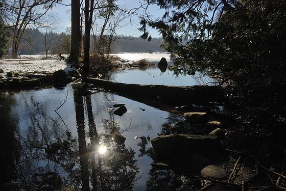 Still Creek at Deer Lake Park