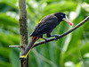 Crested Oropendola, Trinidad