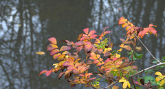 Autumn Snippets
