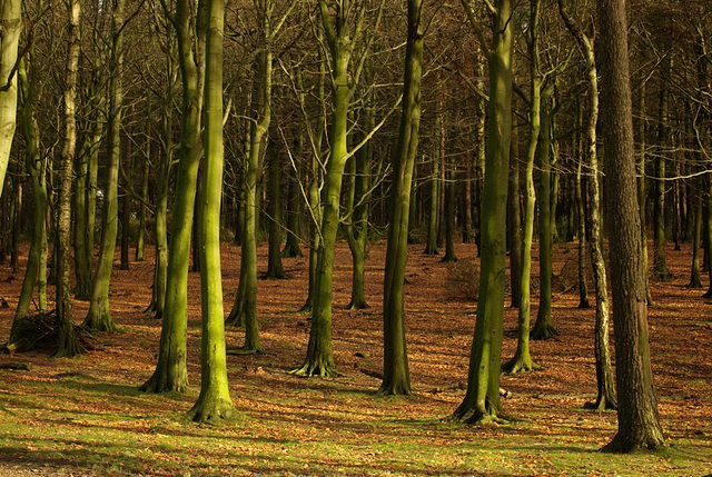 Lyme Park trees