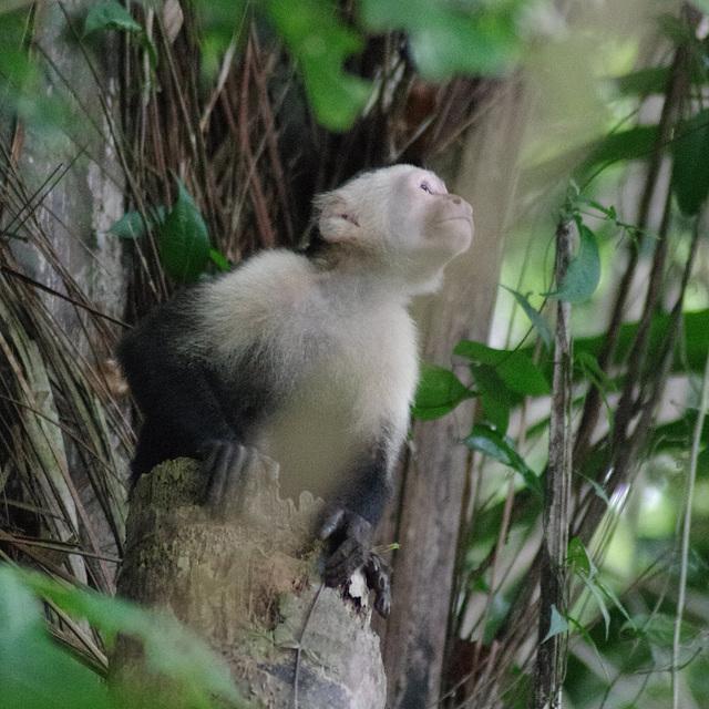 White-faced Capuchin