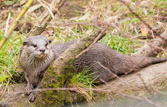 Otter two