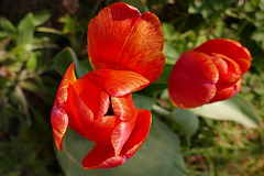En Avril, découvre les tulipes, en Mai, c'est le tour du muguet !