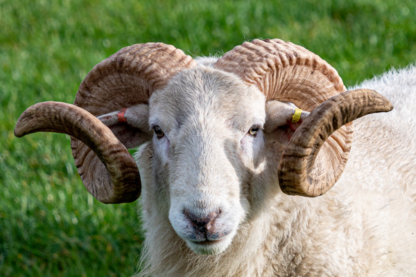 Wiltshire Horn Ram-DSZ8586