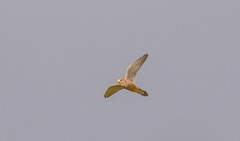 Kestrel