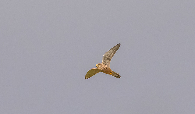 Kestrel