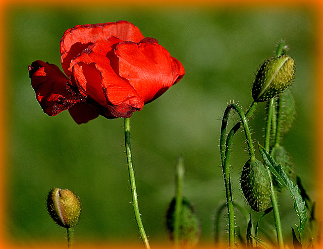 First Poppy  (Papaver)2022