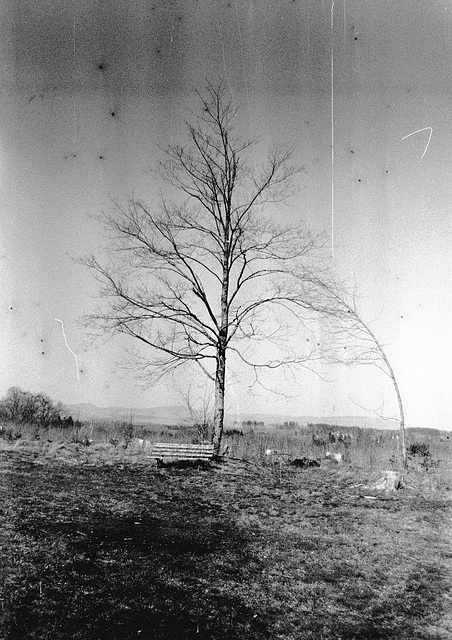 "Wald", Benneckenstein