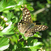 Papilio