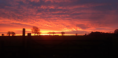Woodfall Lane Dog Walk, 17th December 2025