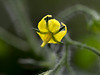 Tomato Blossom