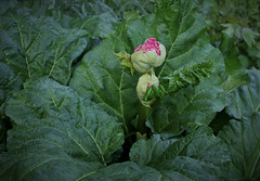 Rhubarbe - Rheum rhabarbatum