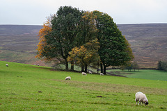 The Moorfield Trees - Autumn