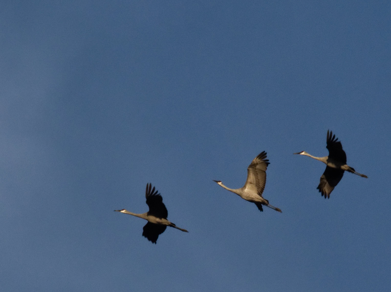 Sandhills