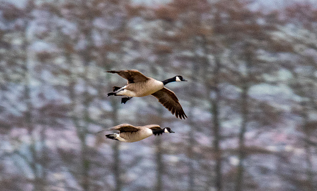 Canada geese